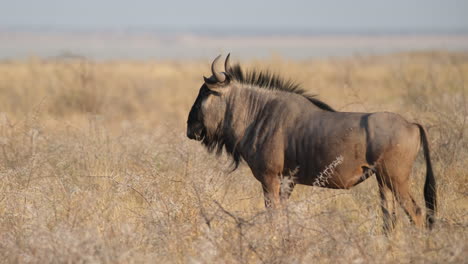 wildebeest strolling across a dry grassy plain - tracking shot