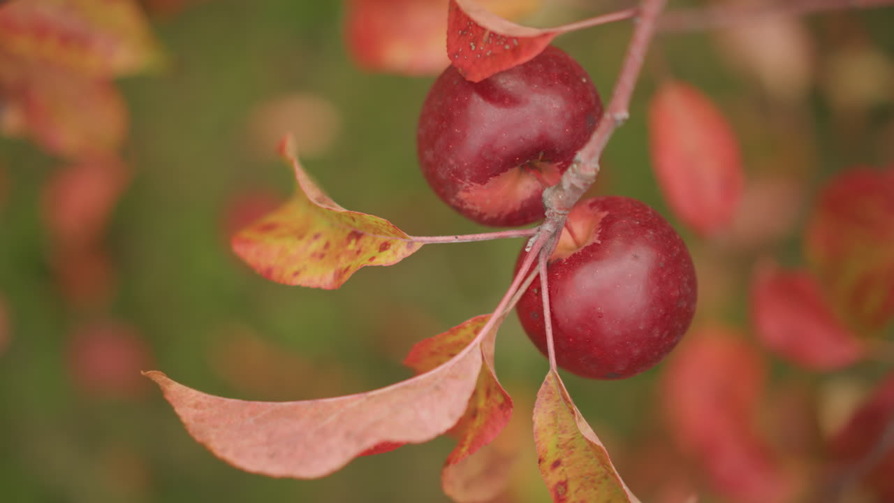 Closeup red crabapples on branch, glossy skin with dewdrops, curled autumn leaves, shallow depth of field, warm saturated red and orange tones, slow orbiting macro reveal harvest mood and orchard