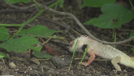 Indian-Garden-lizard-on-ground