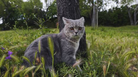 A-cat-is-sitting-next-to-a-big-tree-and-looking-at-everything-around