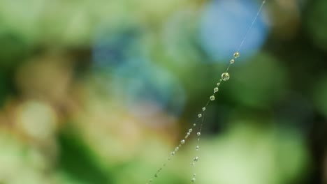 water ball, sphere. hydrophobic effect leaves. natural wax repels water. sparkling  water drops on a green leaf.