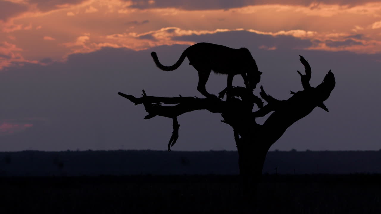 Extreme wide silhouette shot of a cheetah jumping down tree