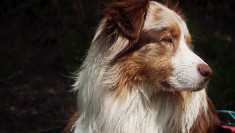 Porträt-Des-Australischen-Schäfers-Red-Merle