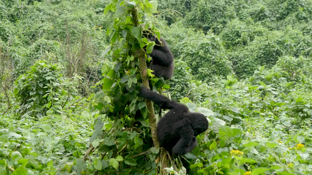 A close-up 4K gimbal shot of endangered young mountain gorilla siblings, living among their natural jungle habitat, Bwindi Impenetrable Forest National Park of Uganda, Africa