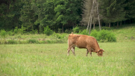 one brown cow grazing in the green grass field near the forest eating fresh grass in zielenica, poland