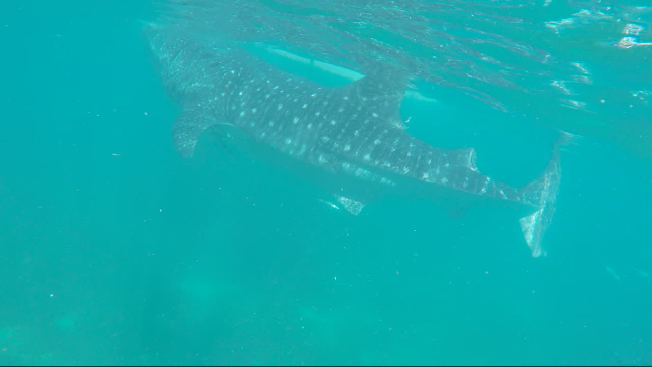 Whale Shark Roaming Around the Ocean, Cebu, Philippines