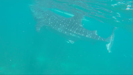 whale shark roaming around the ocean, cebu, philippines