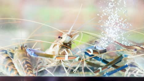 camarones que interactúan en un entorno de agua burbujeante