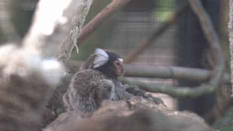 Pequeño-Y-Lindo-Tití-Común,-Callithrix-Jacchus,-Con-Orejas-Blancas-Que-Se-Preguntan-En-Un-Entorno-Cerrado-En-El-Santuario-De-Vida-Silvestre,-Primer-Plano