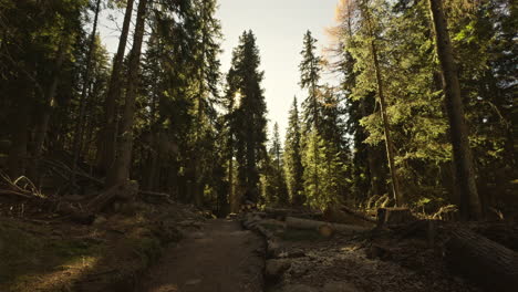 forest path in sunlight