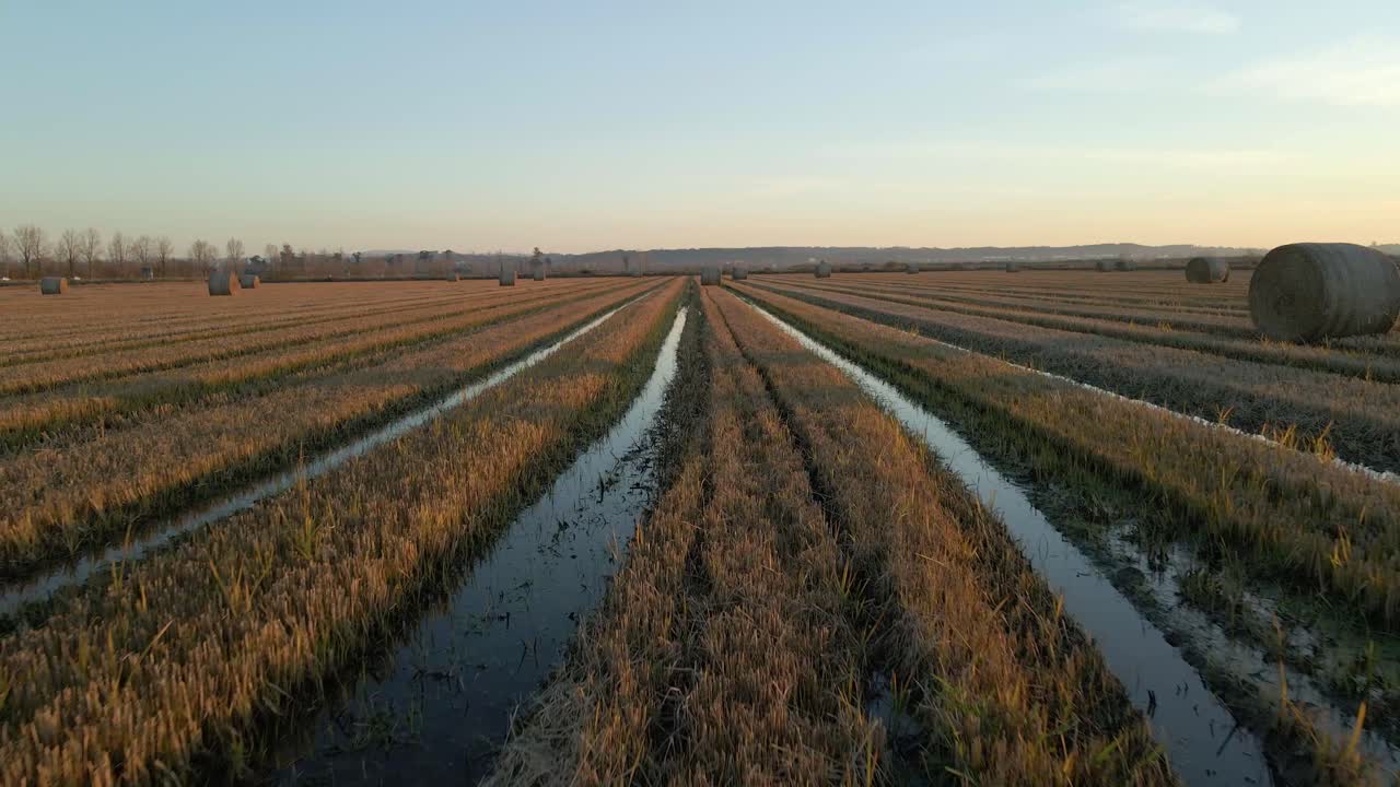 Rice fields after the rice is harvested during sunset