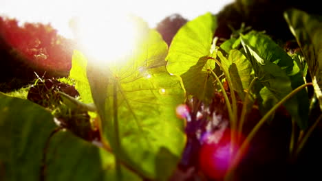 Traveling-shot-through-a-paddy-with-giant-lily-leaves-in-the-sun