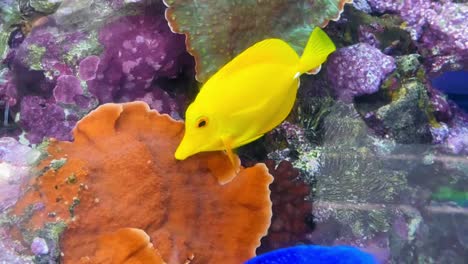 close up of a yellow tang picking at some coral at the aquarium of the pacific in long beach california.