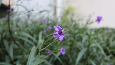 la abeja visita varias flores en un jardín.