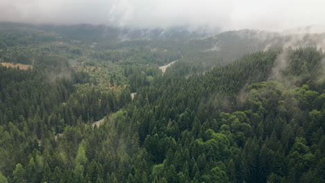 aerial moving forward and looking down at mystical fog in vitosha densely forested mountain