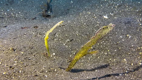 Un-Par-De-Robustos-Peces-Pipa-Fantasma-Flotando-Sobre-Fondos-Marinos-Arenosos-En-El-Indo-pacífico