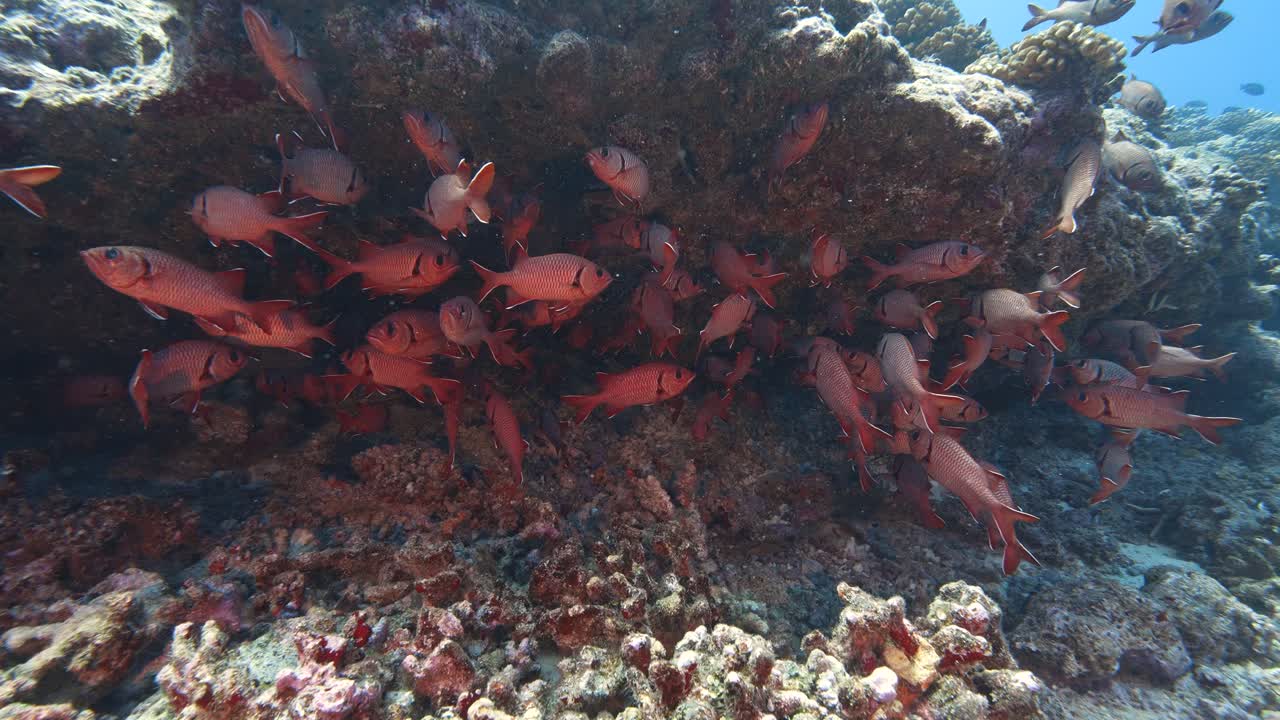 Gruppe af røde soldaterfisk på et farverigt koralrev i krystalklart vand i Stillehavet, Fransk Polynesien