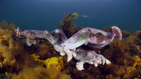 Riesige-Australische-Tintenfische-Sepia-Apama-Migration-Whyalla-Südaustralien-4k-Zeitlupe,-Paarung,-Eier-Legen,-Kämpfen,-Aggregation,-Unter-Wasser