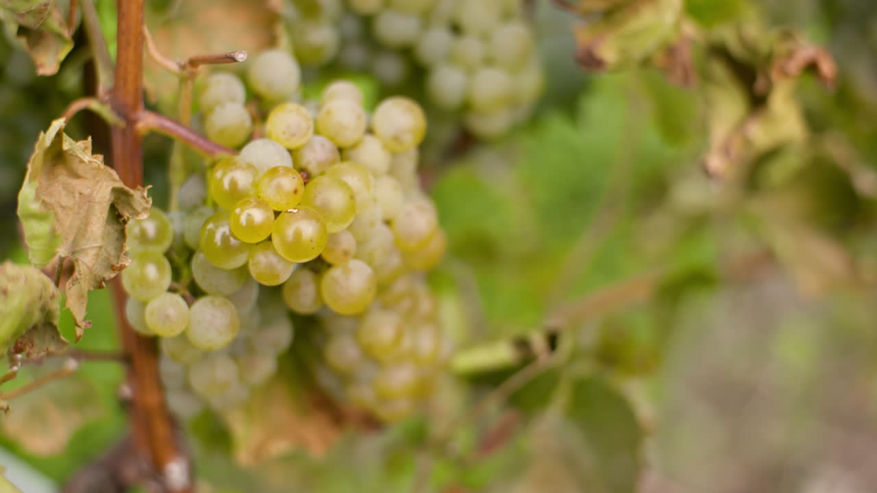 포도나무 생산 농장 4의 포도원에 있는 포도 다발