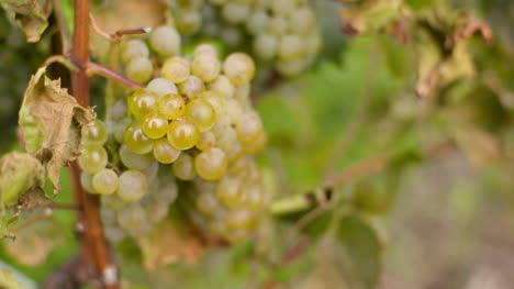 bunch of grapes on vineyard at vine production farm 4