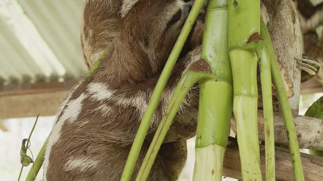 perezosos con punta de árbol de la selva amazónica en jaula, iquitos peru - 4k 24fps