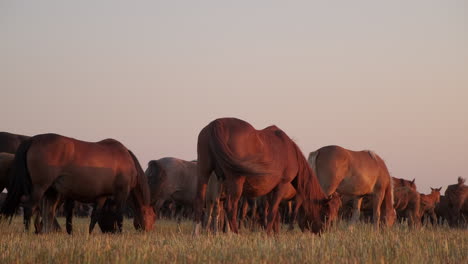 horses grazing at sunrise/sunset