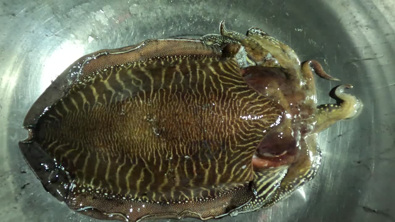 Una singola seppia mostra un corpo ampio e ovale con intricati motivi marroni e gialli, pinne increspate, braccia corte e cellule cutanee specializzate per il camuffamento naturale nel suo ambiente acquatico.
