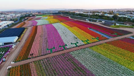 Colorful-aerial-view-of-Carlsbad-Flower-Fields-in-full-bloom,-California