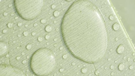 water droplets on a light green surface