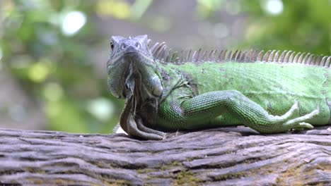 green iguana lying on a tree branch in the forest