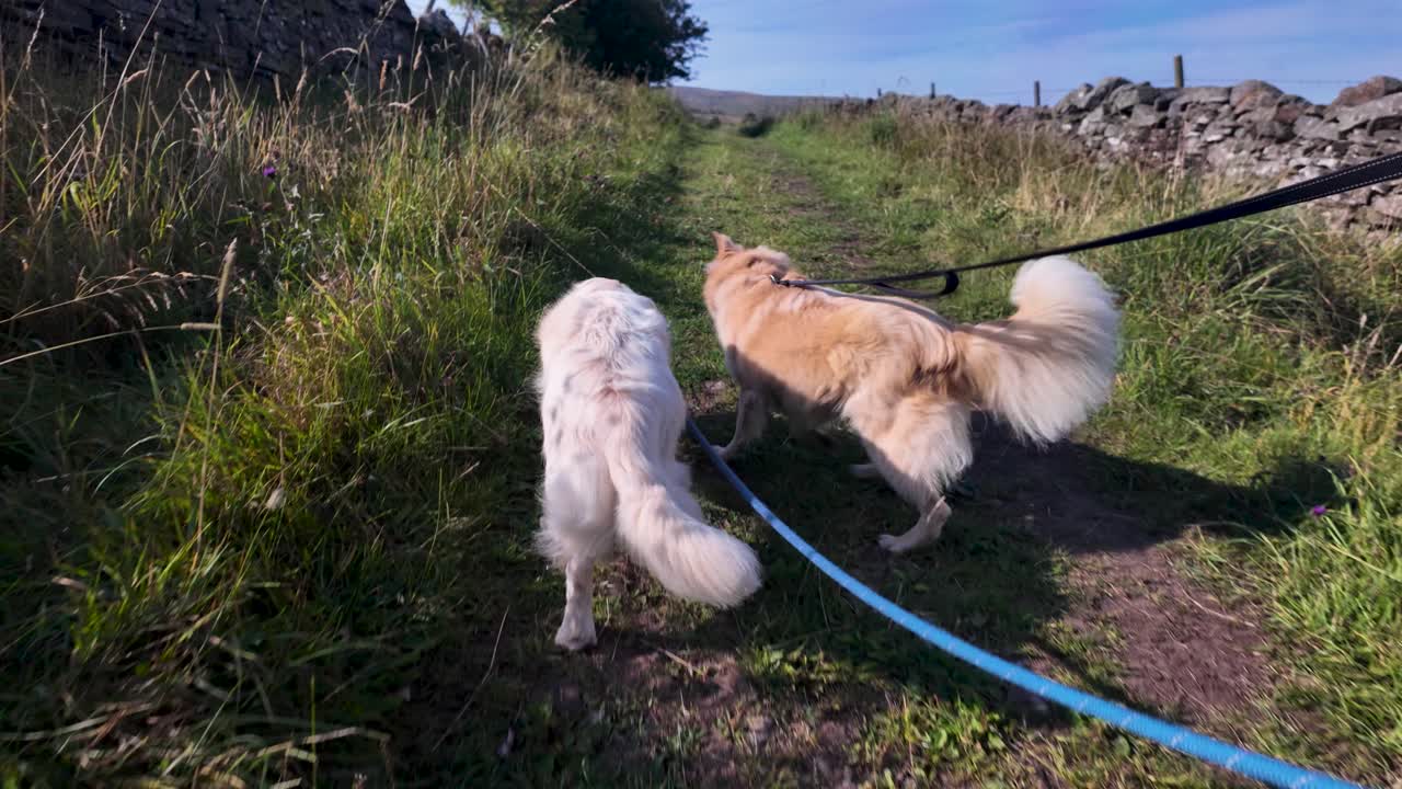 Two dogs on leashes walking a grassy trail in Weardale countryside