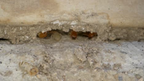 una termita entra en una colonia en las paredes de un garaje en una toma casera con una lente supermacro casi al estilo de la geografía nacional