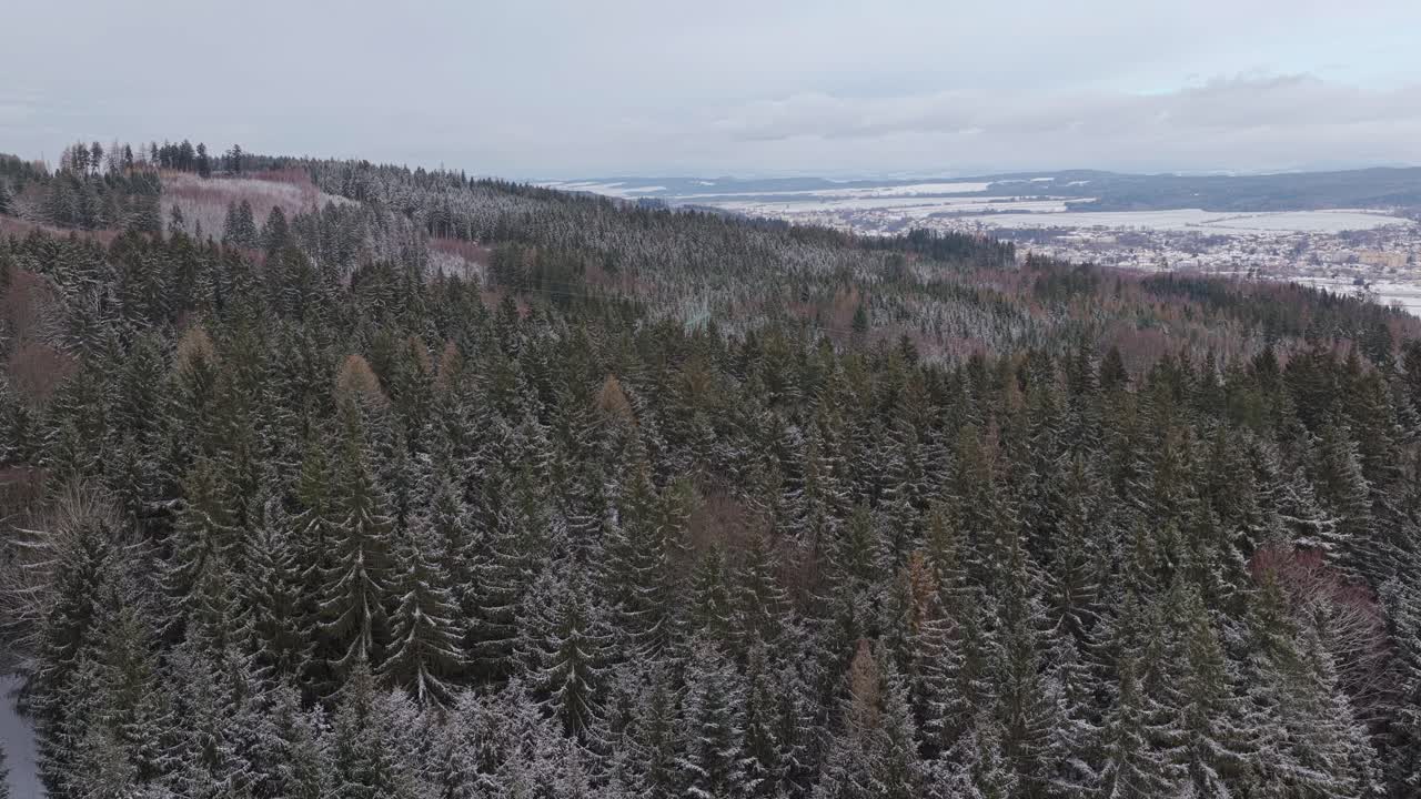 Aerial panorama of snowy coniferous forest in winter landscape. Drone view of frozen trees and untouched nature covered in white snow