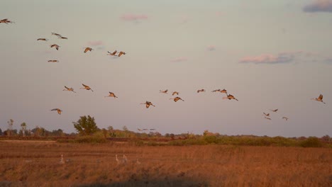 Un-Grupo-De-Grullas-Grises-Volando-Hacia-Los-Humedales-Al-Atardecer-Para-Descansar-Por-La-Noche