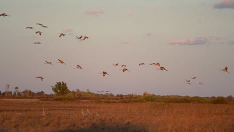 un grupo de grullas de las colinas de arena volando a los humedales al atardecer para alojarse por la noche