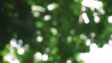 fondo de árbol abstracto de bokeh