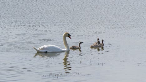 a family of swans casually swimming a sunny sping day