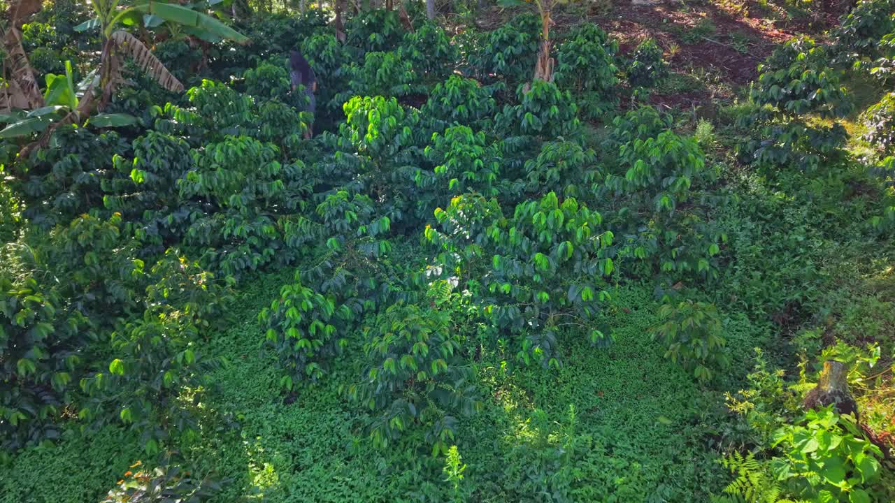 Drone pulls back above coffee trees as people walk through a permaculture farm in Colombia