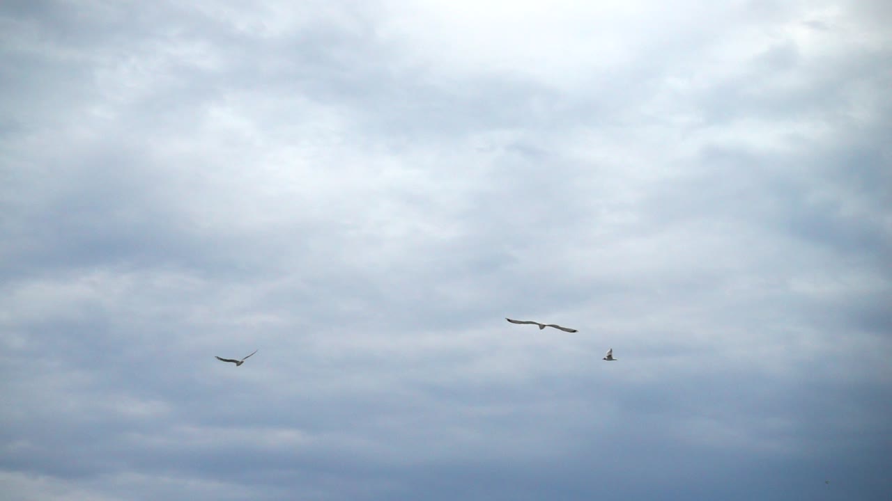 Flight of a seagull in the sky over the sea. Slow motion