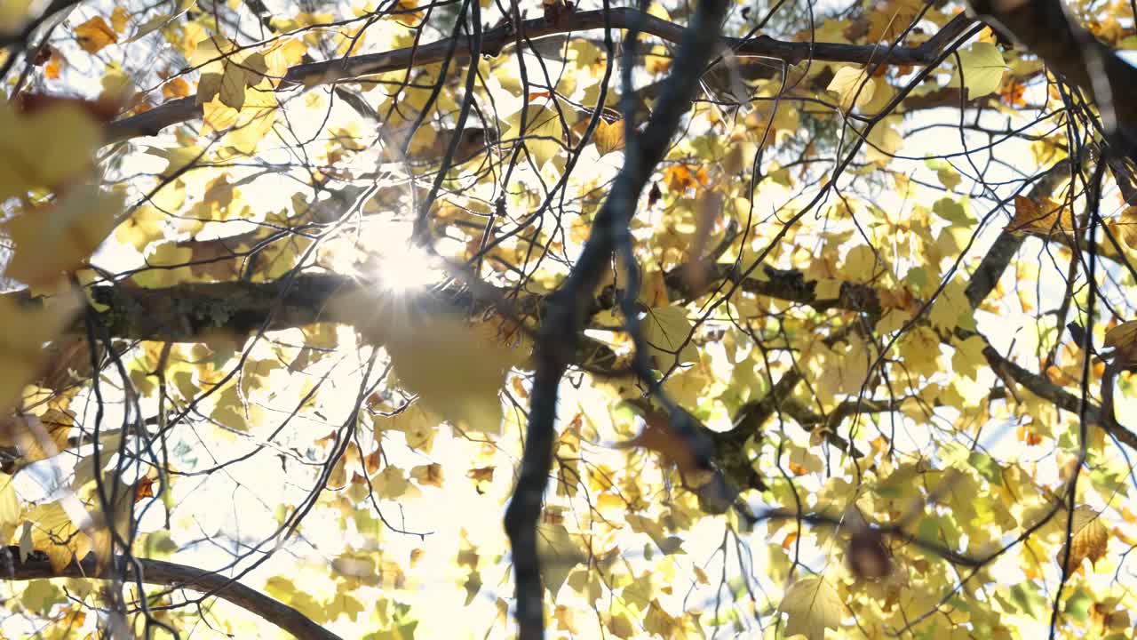 Sunrays Through Yellow Autumn Leaves Of A Tree. Low Angle Shot
