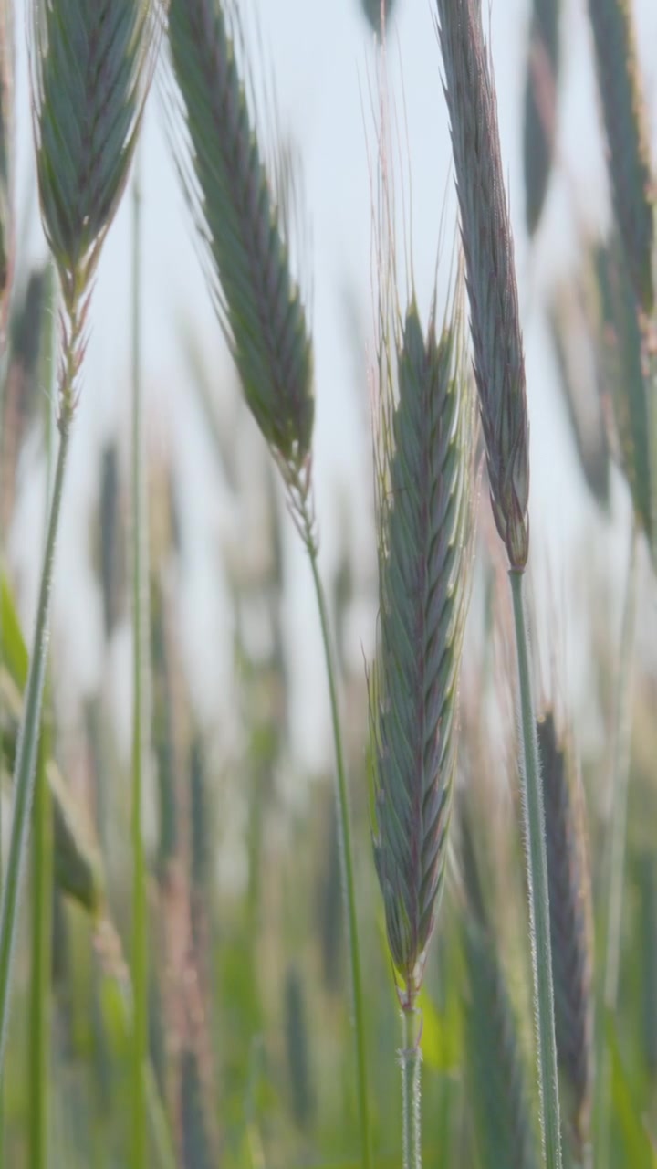 Cinematic slow motion shot of young rye grain ears swaying in the wind. Authentic agricultural scene highlighting sustainability and ecofriendly farming practices.
