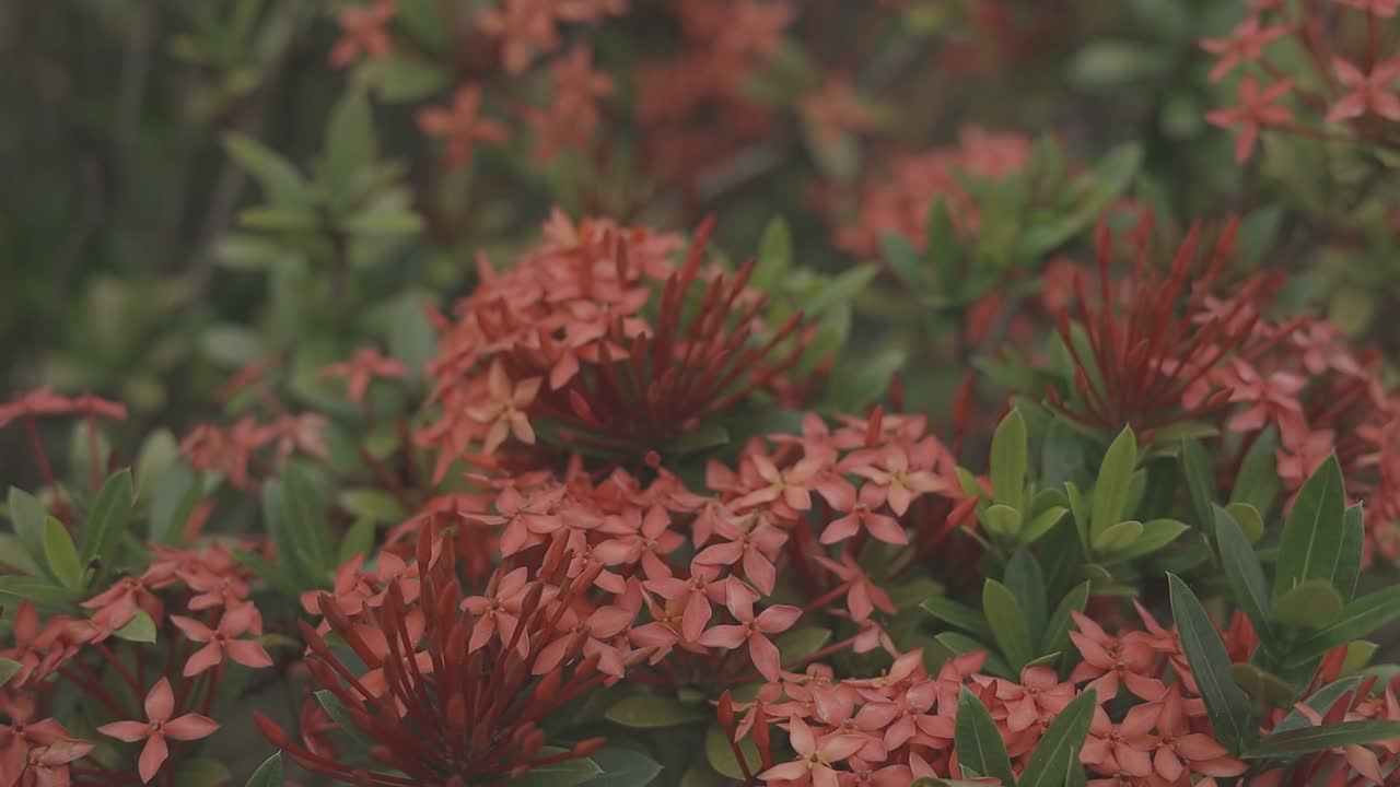 Un gruppo di vivaci fiori rossi che sbocciano tra le foglie verdi.