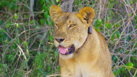 Hermosa-Leona-Saca-La-Lengua-Y-Los-Pantalones-Para-Mantenerse-Fresca-En-El-Sol-Africano