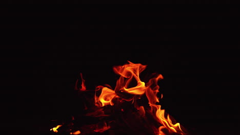 burning out bonfire at night. tongues of orange hot flame licking the air. black backdrop.
