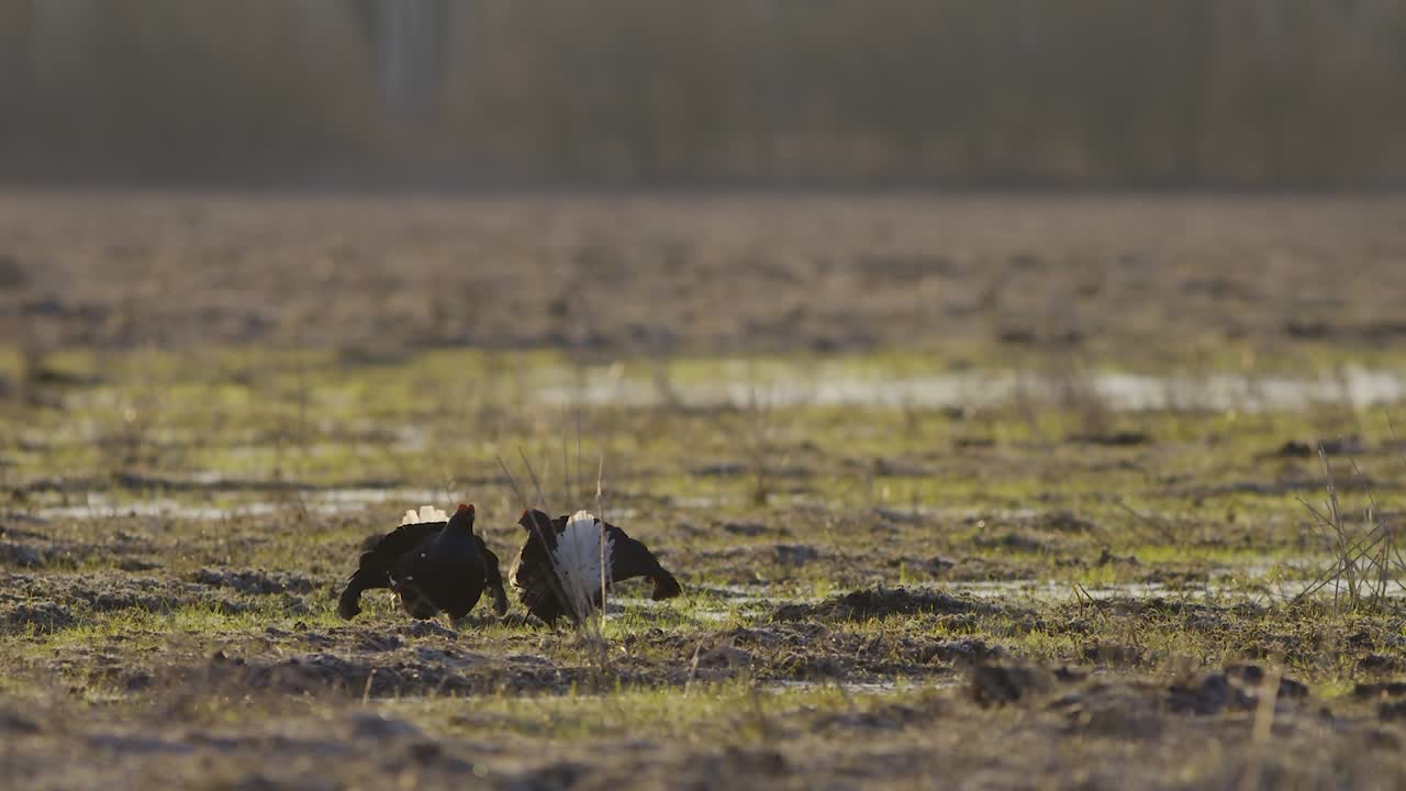 Lotta in lek di accoppiamento di galli forcelli di primo mattino.