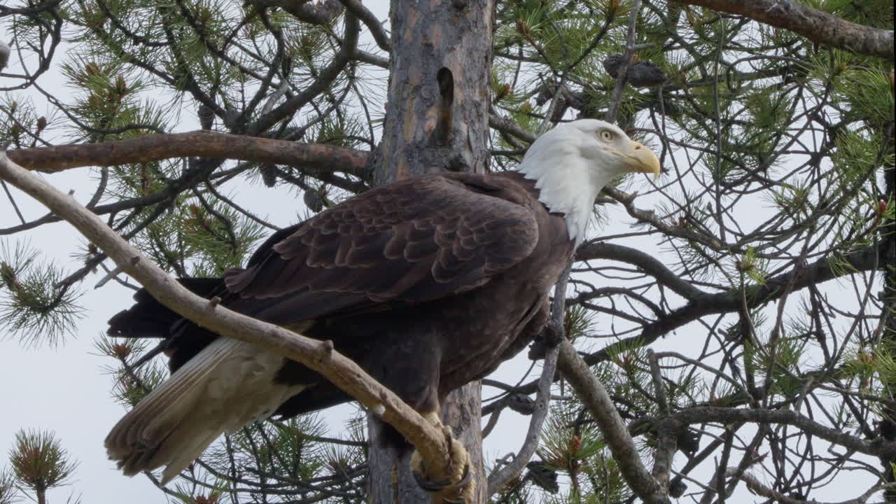 el águila calva se pone en la rama del árbol y luego vuela.
