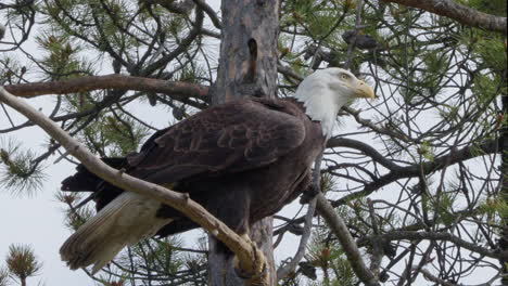 Bald-Eagle-Perches-On-Tree-Branch-Then-Fly-Away