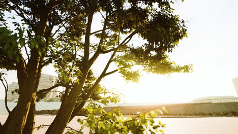 a tree with green leaves in the foreground of a building with the sun shining behind it.