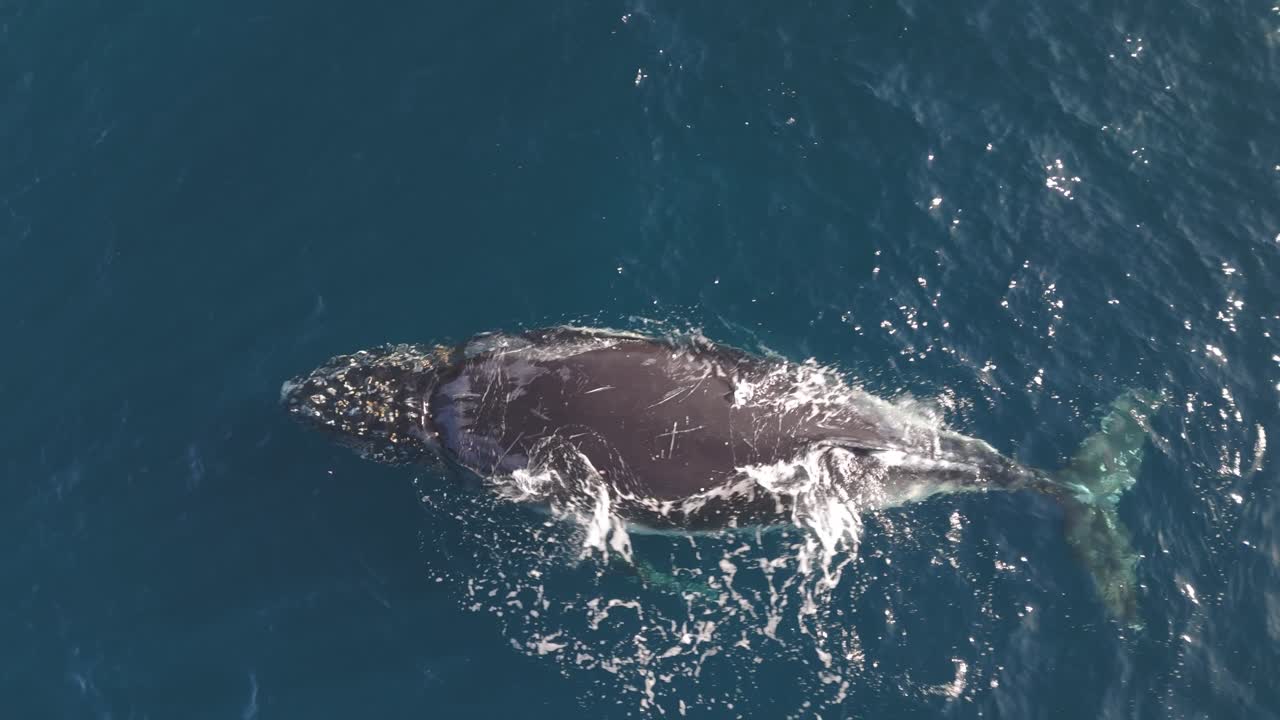 Belas imagens de drone mostram uma baleia-jubarte enorme descansando pacificamente na superfície do oceano por um longo período durante um dia ensolarado e brilhante, enquanto a água azul clara ondula ao redor de seu corpo.
