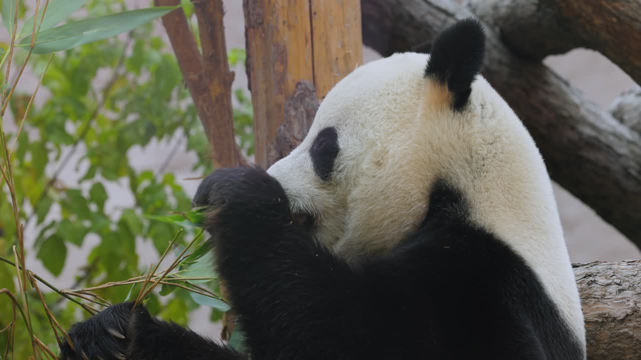 el panda gigante (ailuropoda melanoleuca) también conocido como el oso panda o simplemente el panda, es un oso nativo del sur de china central.